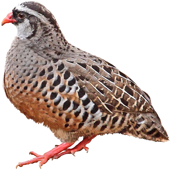 Painted Bush Quail